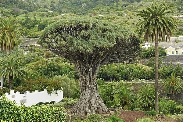 El Drago Milenario (Thousand-Year-Old Dragon Tree), Icod de los Vinos, Tenerife, Canary Islands