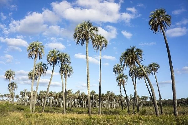 El Palmar Parque National, where the last palm yatay can be found, Argentina, South
