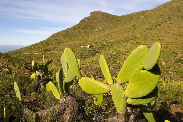 El Roque and succulent vegetation, Arona, south west Tenerife interior