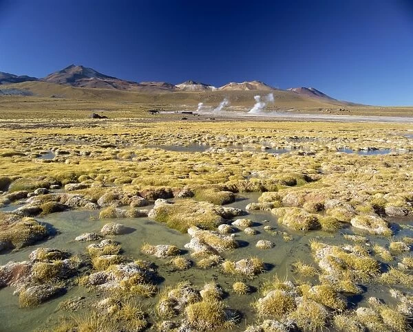 El Tatio Geyser in the San Pedro de Atacama, Chile, South America