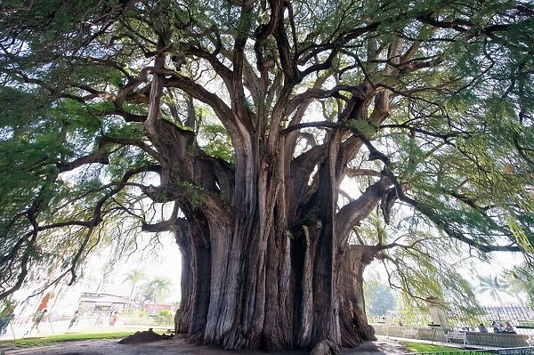 El Tule tree, the worlds largest tree by circumference, Oaxaca state, Mexico