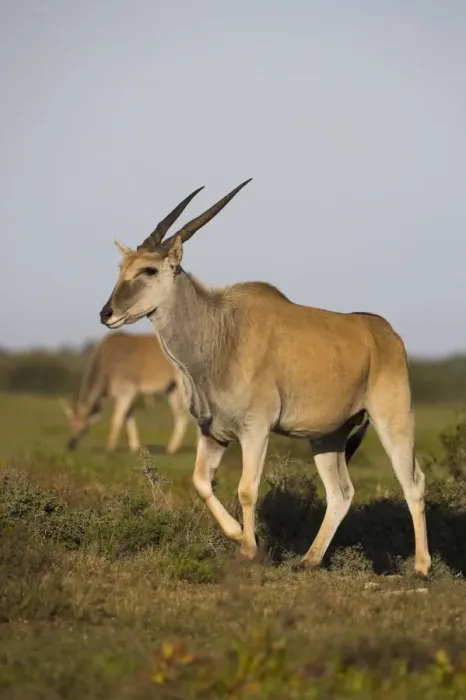 Framed Print : Eland, Taurotragus oryx Framed Print : Eland, Taurotragus oryx