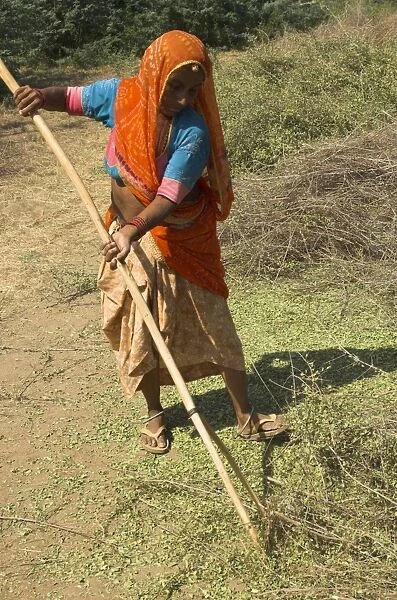 Elderly woman in a colourful sari raking over henna crop