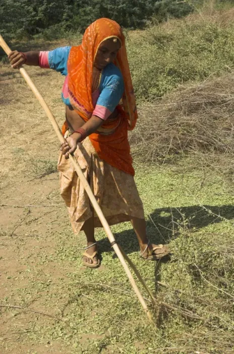 Framed Print : Elderly woman in a colourful sari raking over henna crop Framed Print : Elderly woman in a colourful sari raking over henna crop