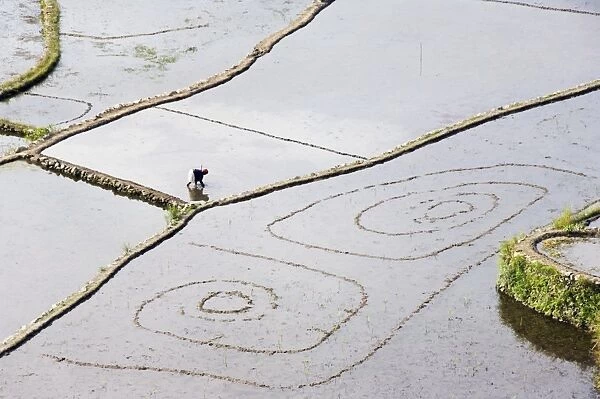 An elderly woman working in water filled rice terraces