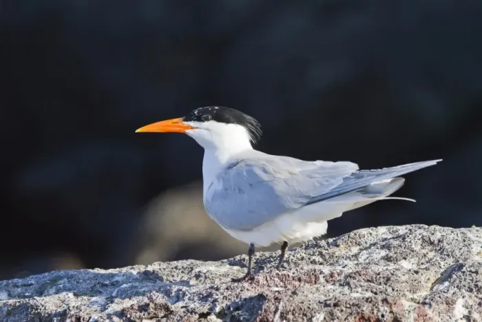 Framed Print : Elegant tern (Thalasseus elegans, Isla Rasa, Gulf of California (Sea of Cortez), Baja California, Mexico, North America Framed Print : Elegant tern (Thalasseus elegans, Isla Rasa, Gulf of California (Sea of Cortez), Baja California, Mexico, North America