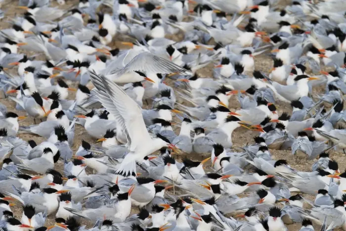 Framed Print : Elegant tern (Thalasseus elegans) breeding colony, Isla Rasa, Gulf of California (Sea of Cortez), Baja California, Mexico, North America Framed Print : Elegant tern (Thalasseus elegans) breeding colony, Isla Rasa, Gulf of California (Sea of Cortez), Baja California, Mexico, North America