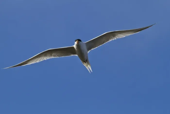 Framed Print : Elegant tern (Thalasseus elegans) in flight, Isla Rasa, Gulf of California (Sea of Cortez), Baja California, Mexico, North America Framed Print : Elegant tern (Thalasseus elegans) in flight, Isla Rasa, Gulf of California (Sea of Cortez), Baja California, Mexico, North America