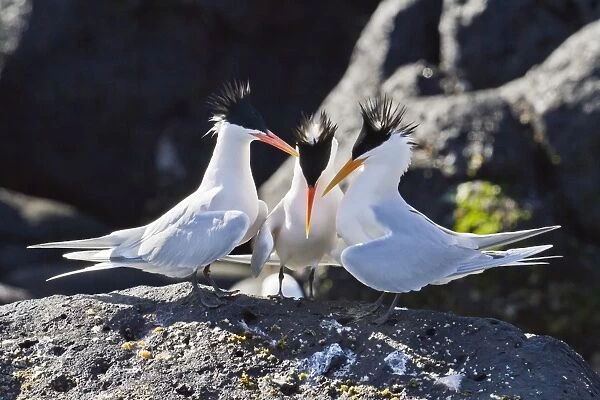 Elegant terns (Thalasseus elegans), Isla Rasa, Gulf of California (Sea of Cortez), Baja California, Mexico, North America