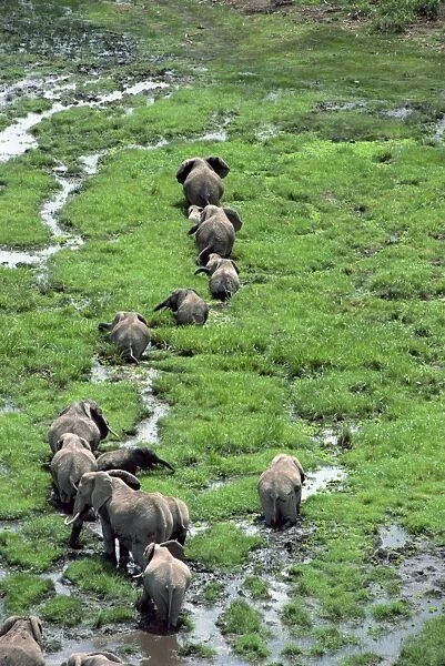Elephant, Amboseli National Park