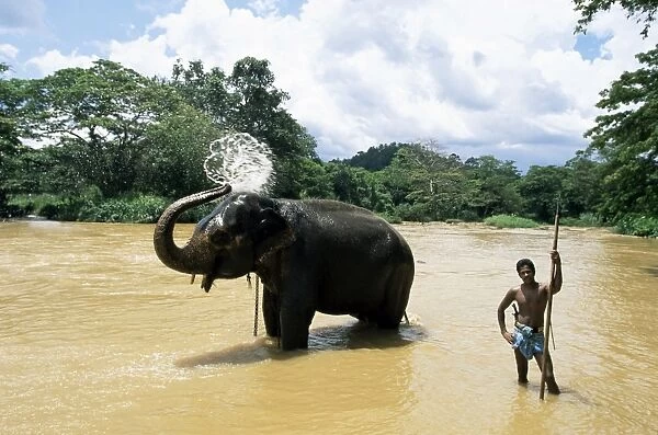 Elephant bathing in the river after a working day