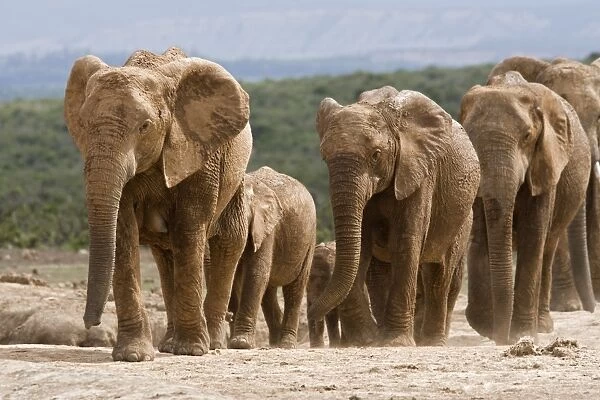 Elephant breeding herd (Loxodonta africana), Addo Elephant National Park