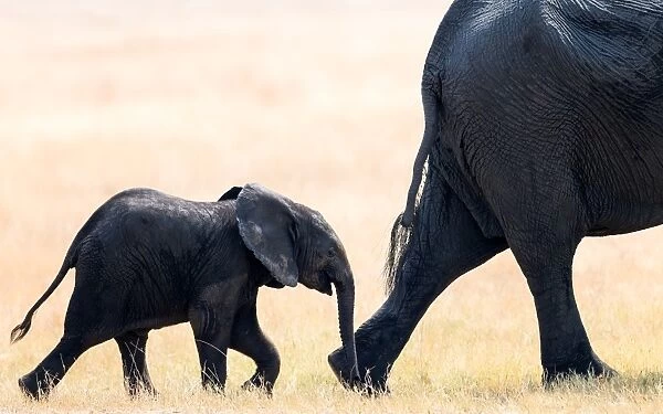 Elephant calf following mother, Hwange National Park, Zimbabwe, Africa