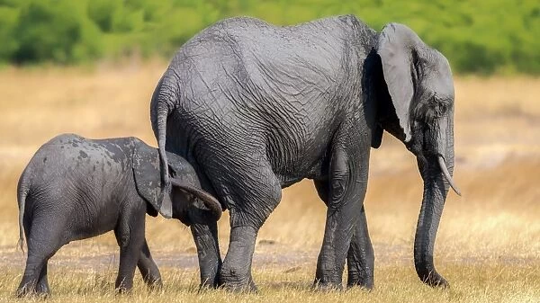 Elephant and calf, Hwange National Park, Zimbabwe, Africa