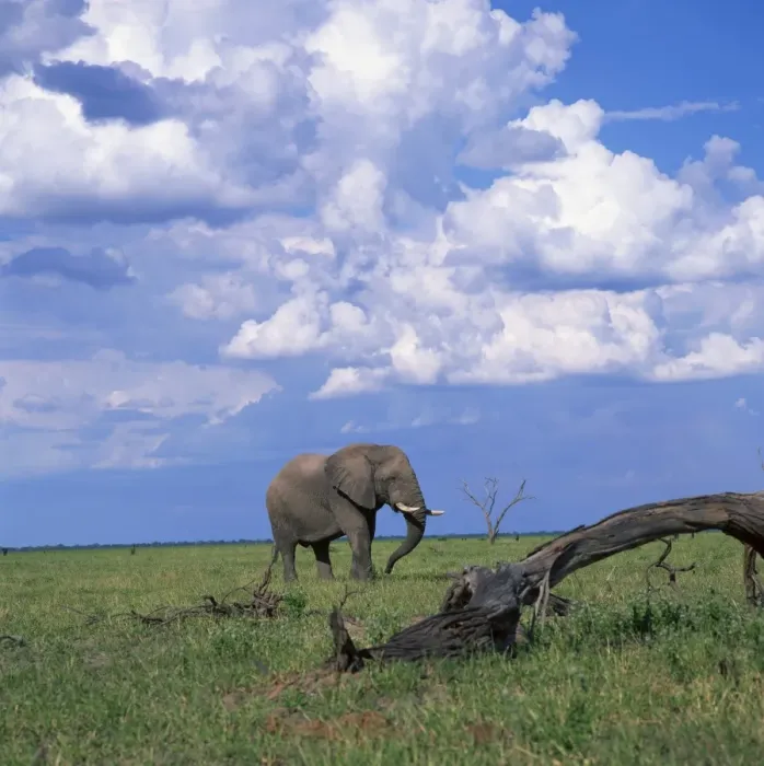 Framed Print : Elephant in Chobe National Park Framed Print : Elephant in Chobe National Park