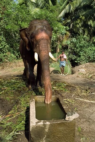 Elephant drinking