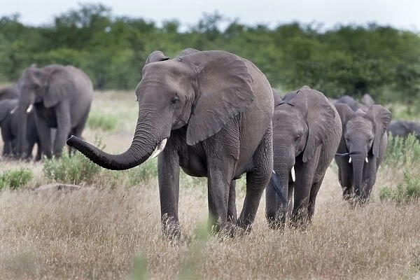 Elephant herd, Kruger National Park, South Africa, Africa