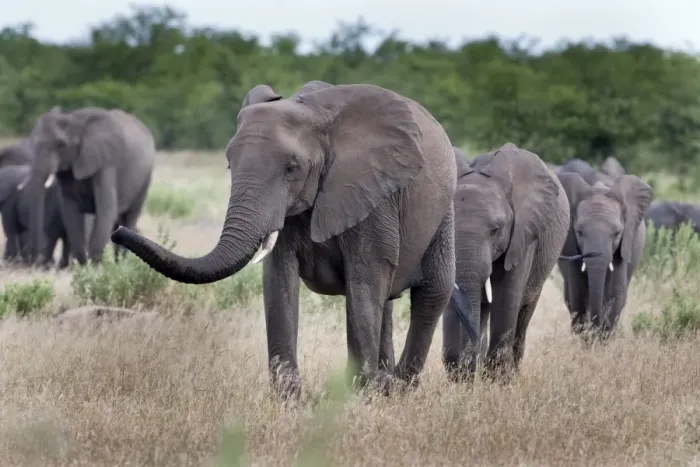 Framed Print : Elephant herd, Kruger National Park, South Africa, Africa
