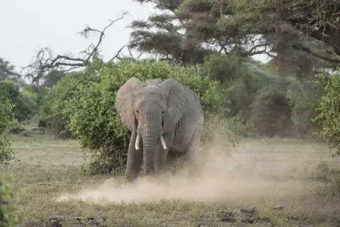 Framed Print : Elephant kicking up dust in Amboseli National Park, Kenya, East Africa, Africa