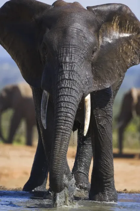 Framed Print : Elephant, Loxodonta africana Framed Print : Elephant, Loxodonta africana