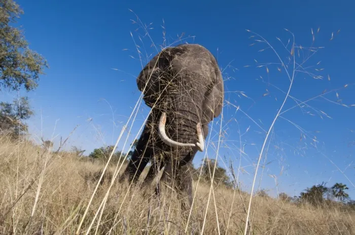 Framed Print : Elephant (Loxodonta africana), Abu Camp, Okavango Delta, Botswana, Africa Framed Print : Elephant (Loxodonta africana), Abu Camp, Okavango Delta, Botswana, Africa