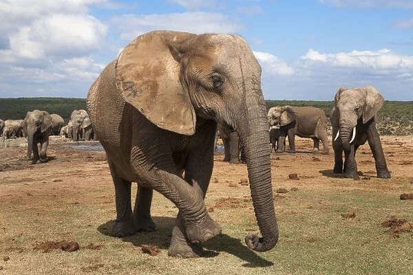 Elephant (Loxodonta africana), Addo Elephant National Park, South Africa, Africa