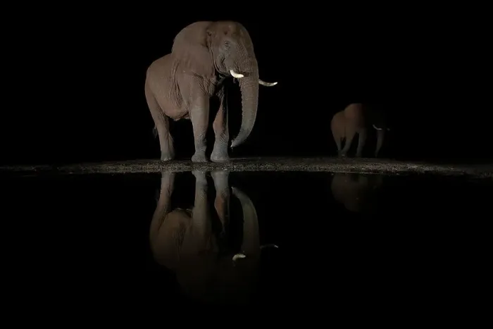 Framed Print : Elephant (Loxodonta africana) bull at night, Zimanga private game reserve, South Africa Framed Print : Elephant (Loxodonta africana) bull at night, Zimanga private game reserve, South Africa