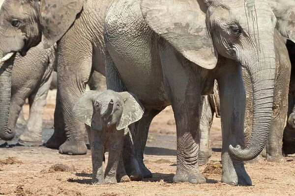 Elephant (Loxodonta africana) calf, Addo Elephant National Park, South Africa, Africa