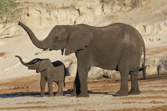 Framed Print : Elephant (Loxodonta africana) and calf, Chobe National Park, Botswana, Africa Framed Print : Elephant (Loxodonta africana) and calf, Chobe National Park, Botswana, Africa