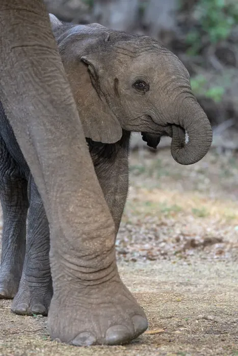 Framed Print : Elephant (Loxodonta africana) calf, Mashatu Game Reserve, Botswana, Africa