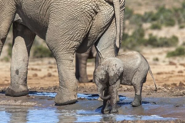Elephant (Loxodonta africana) calf at water, Addo Elephant National Park, South Africa, Africa