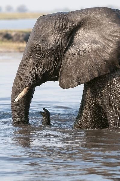 Elephant (Loxodonta africana), Chobe National Park, Botswana, Africa