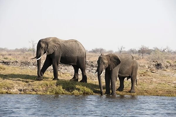 Elephant (Loxodonta africana), Chobe National Park, Botswana, Africa