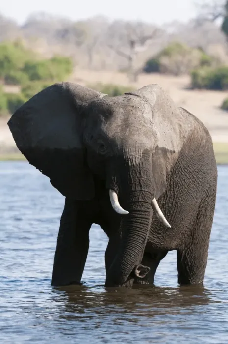 Framed Print : Elephant (Loxodonta africana), Chobe National Park, Botswana, Africa Framed Print : Elephant (Loxodonta africana), Chobe National Park, Botswana, Africa