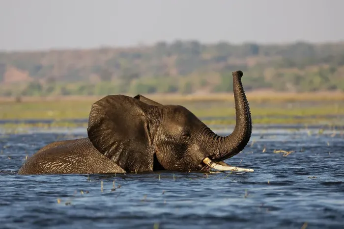 Framed Print : Elephant (Loxodonta africana) in Chobe River, Chobe National Park, Botswana, Africa Framed Print : Elephant (Loxodonta africana) in Chobe River, Chobe National Park, Botswana, Africa