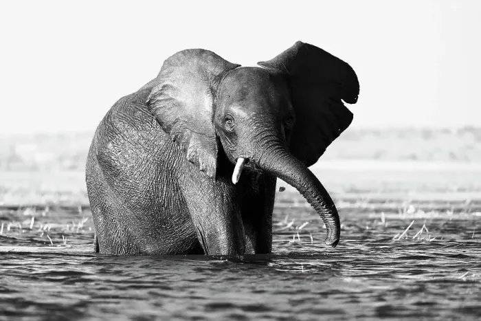 Framed Print : Elephant (Loxodonta africana) in Chobe River, Chobe National Park, Botswana, Africa Framed Print : Elephant (Loxodonta africana) in Chobe River, Chobe National Park, Botswana, Africa