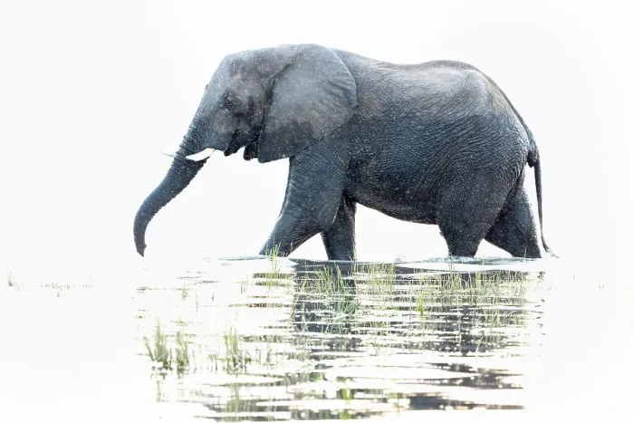 Framed Print : Elephant (Loxodonta africana) in Chobe River, Chobe National Park, Botswana, Africa Framed Print : Elephant (Loxodonta africana) in Chobe River, Chobe National Park, Botswana, Africa