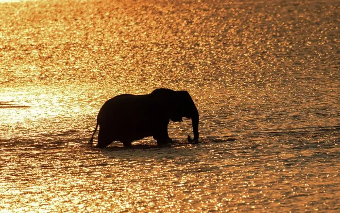 Framed Print : Elephant (Loxodonta africana) crossing the Luangwa River at sunset, Zambia, Africa Framed Print : Elephant (Loxodonta africana) crossing the Luangwa River at sunset, Zambia, Africa