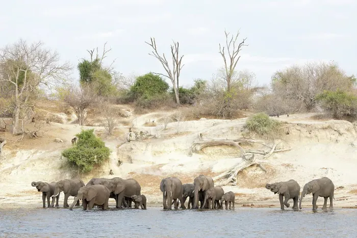 Framed Print : Elephant (Loxodonta africana) drinking in Chobe River, Chobe National Park, Botswana, Africa Framed Print : Elephant (Loxodonta africana) drinking in Chobe River, Chobe National Park, Botswana, Africa