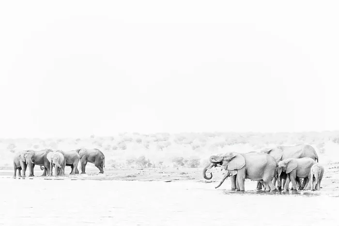 Framed Print : Elephant (Loxodonta africana) drinking in Chobe River, Chobe National Park, Botswana, Africa Framed Print : Elephant (Loxodonta africana) drinking in Chobe River, Chobe National Park, Botswana, Africa