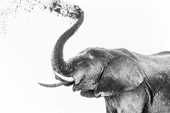 Framed Print : Elephant (Loxodonta africana) dusting, Chobe National Park, Botswana, Africa Framed Print : Elephant (Loxodonta africana) dusting, Chobe National Park, Botswana, Africa