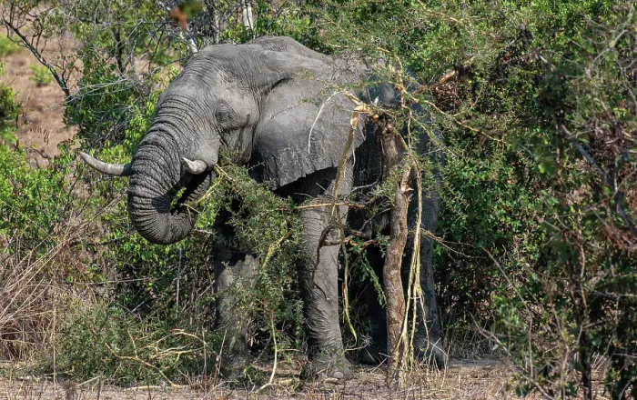 Framed Print : Elephant (Loxodonta africana) eating an acacia tree whose thorns can be over 50 mm in length and very sharp, Zambia, Africa Framed Print : Elephant (Loxodonta africana) eating an acacia tree whose thorns can be over 50 mm in length and very sharp, Zambia, Africa