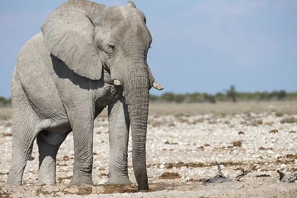 Elephant (Loxodonta africana), Etosha National Park, Namibia, Africa