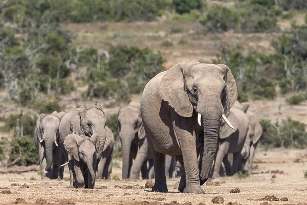 Elephant (Loxodonta africana) herd, Addo Elephant National Park, South Africa, Africa