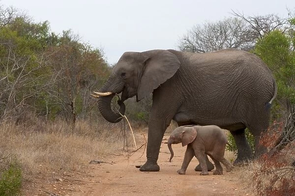 Elephant (Loxodonta africana), Kapama Game Reserve, South Africa, Africa