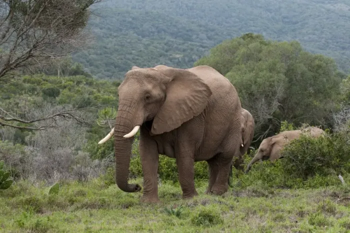 Framed Print : Elephant (Loxodonta africana), Kariega Game Reserve, South Africa, Africa Framed Print : Elephant (Loxodonta africana), Kariega Game Reserve, South Africa, Africa