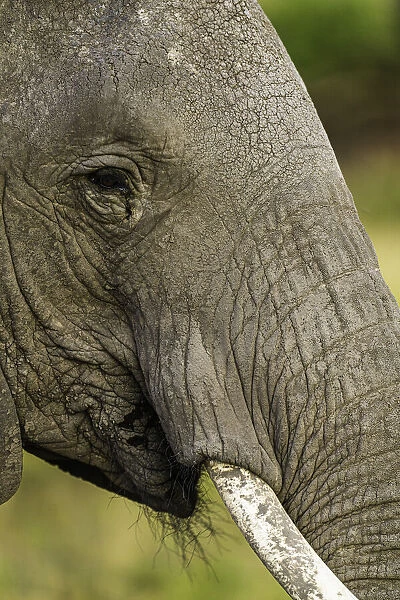 An Elephant (Loxodonta africana) in the Msai Mara National Reserve, Kenya, East Africa