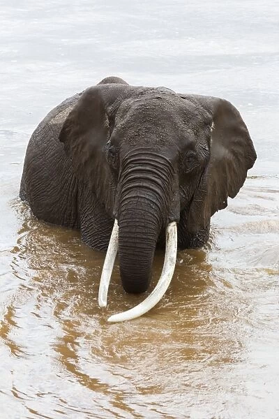 Elephant (Loxodonta africana) in the river, Masai Mara National Reserve, Kenya, East Africa, Africa