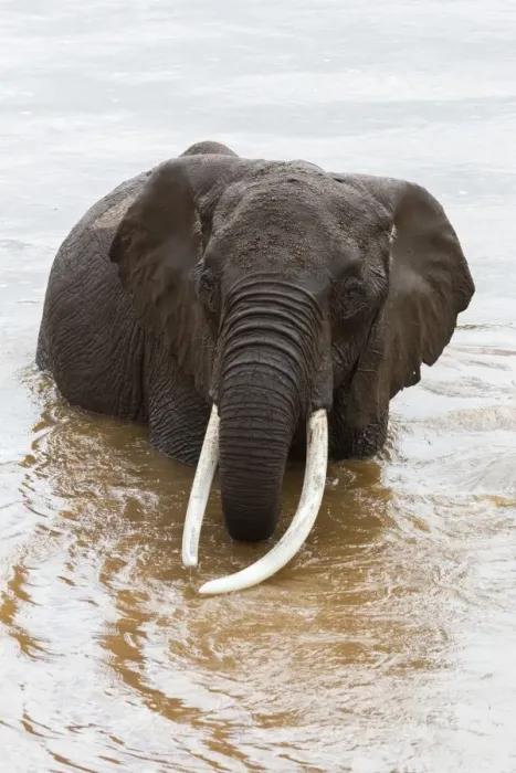 Framed Print : Elephant (Loxodonta africana) in the river, Masai Mara National Reserve, Kenya, East Africa, Africa Framed Print : Elephant (Loxodonta africana) in the river, Masai Mara National Reserve, Kenya, East Africa, Africa