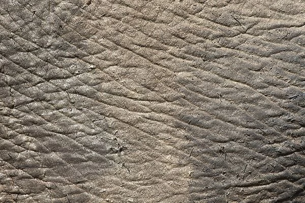 Elephant (Loxodonta africana) skin, Addo Elephant National Park, South Africa, Africa